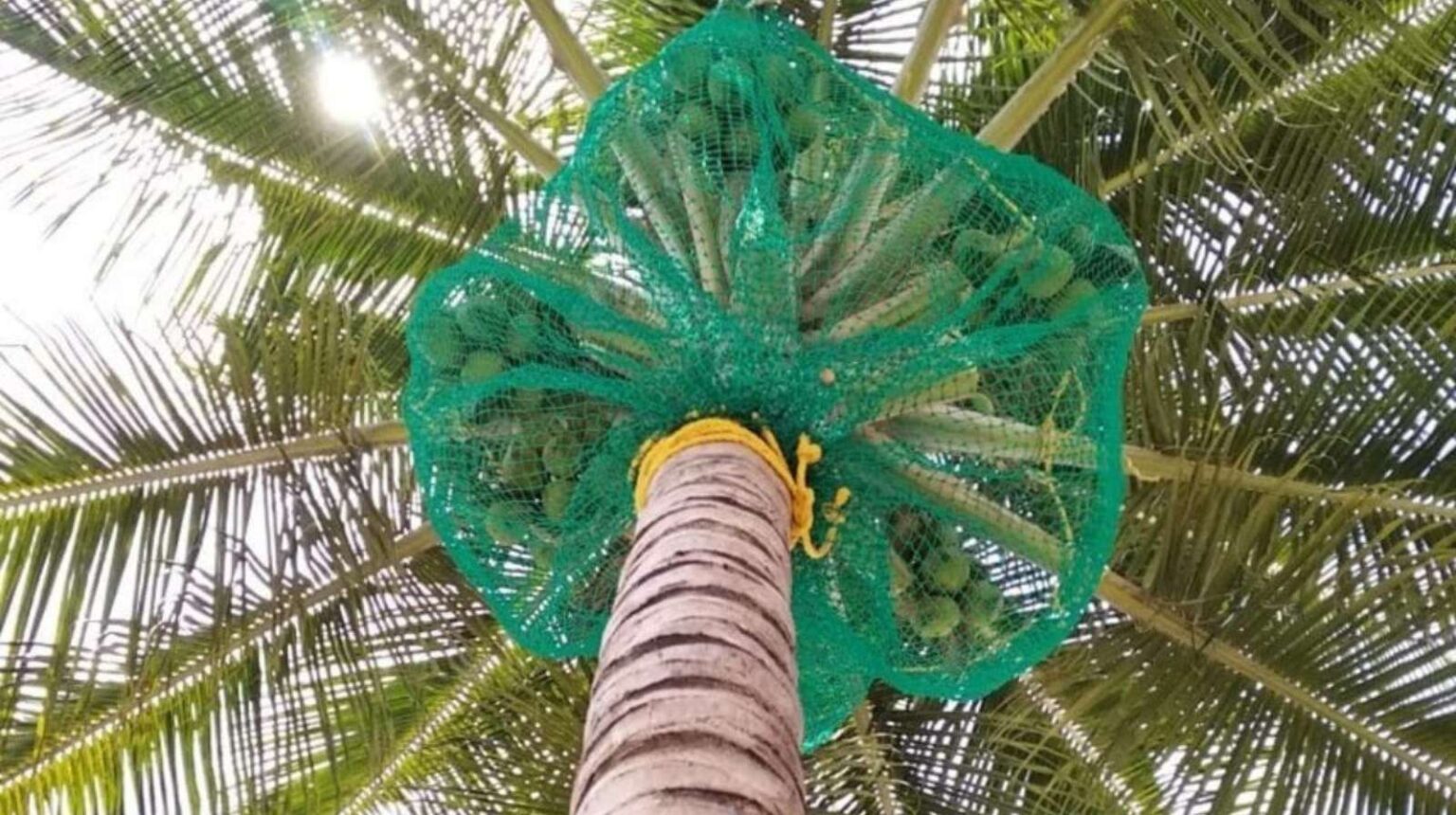 A safety net installed around a coconut tree to catch falling coconuts