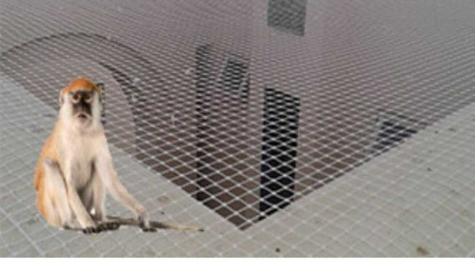 Balcony secured with a strong monkey net